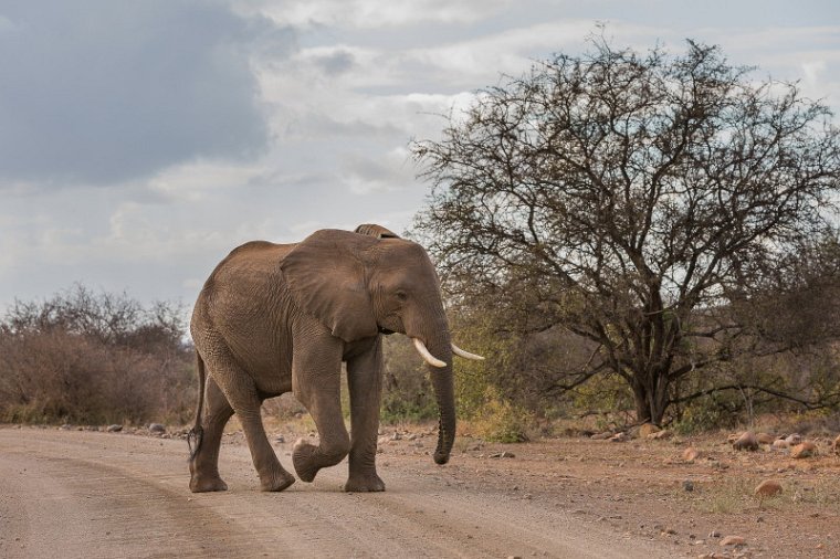 082 Kruger National Park, olifant.jpg